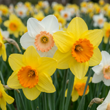 Narcisse en mélange - calibre 10/12