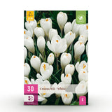 Crocus blanc - calibre 7/8