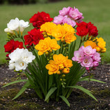 Freesia double en mélange - calibre 5/+