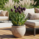 Tulipe triomphe violet foncé - calibre 11/12