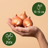 Mélange de bulbes de printemps, grande quantité