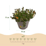 Delosperma Jewel of Desert en mélange - 8 plants - H 17 cm, pot Ø14 cm