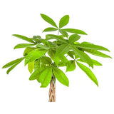 Pachira Aquatica