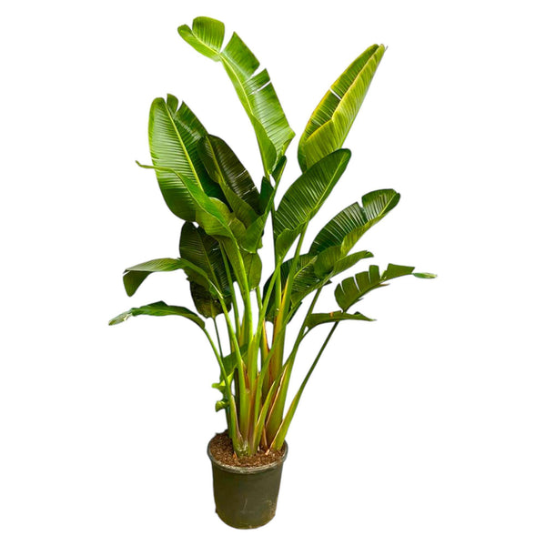 Strelitzia Augusta multi-tronc