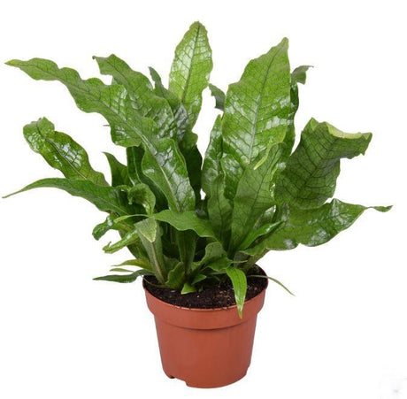 Livraison plante Microsorum Crocodyllus