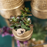 Coffret cadeau succulente et ses caches-pots dorés - Lot de 2, h20cm - vue 4