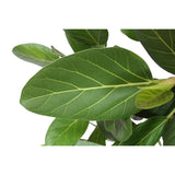 Ficus Audrey Benghalensis - vue 4